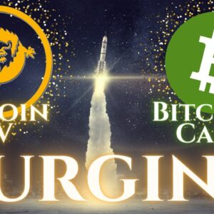 Bitcoin SV and Bitcoin Cash Surging in Price