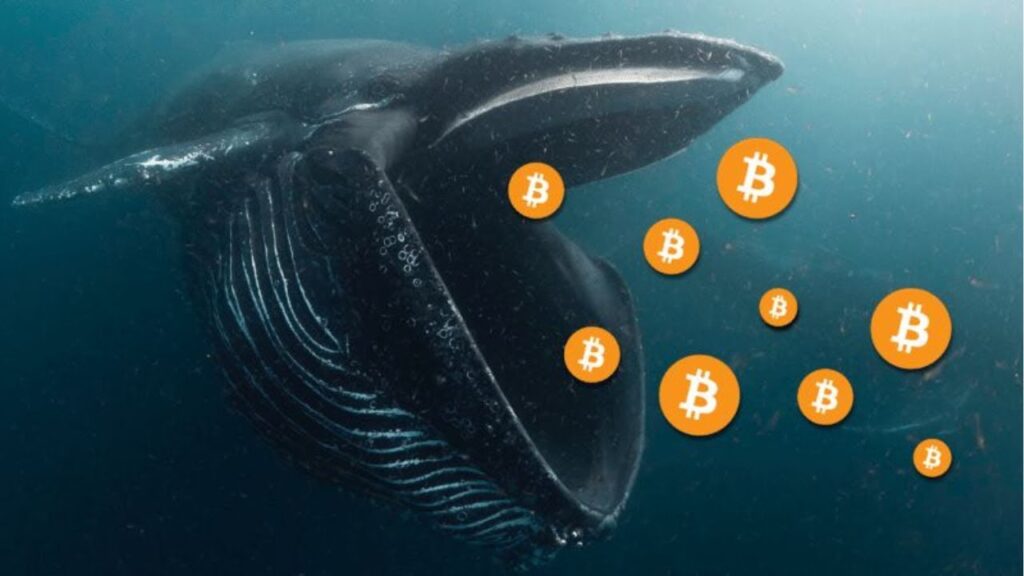 MASSIVE WHALES ARE STILL BUYING BITCOIN?! IS THE BULL MARKET OVER?!